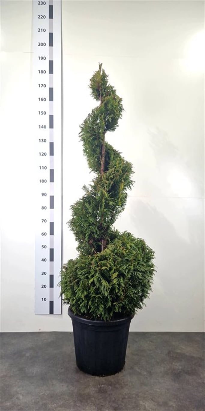 Thuja pl. 'Martin' - 140-160 CM Spiral Cont.